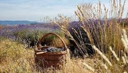 L'Occitane